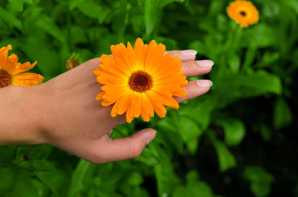 Flower on Hand — Stock Photo, Image