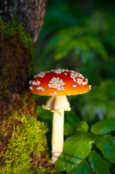 Mouche champignon agarique — Photo