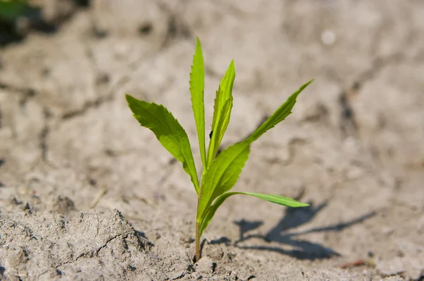 Survival — Stock Photo, Image