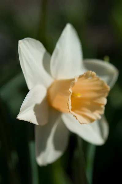 Daffodil — Stock Photo, Image