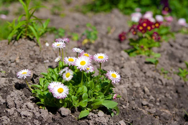 Beautiful dog-daisies — Stock Photo, Image