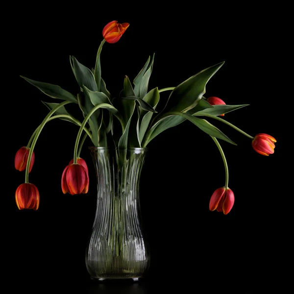 Увядание тюльпанов Стоковое Изображение