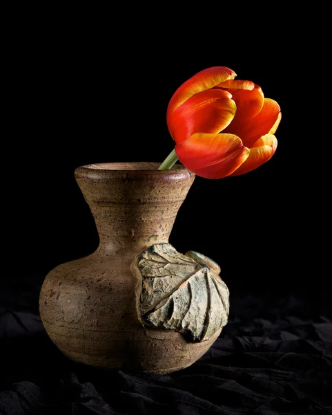 Dramatic Tulip — Stock Photo, Image
