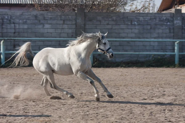 Beautiful gray horse — Stock Photo, Image
