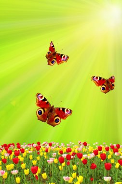 Spring tulips and butterflies on the green against the sun clipart