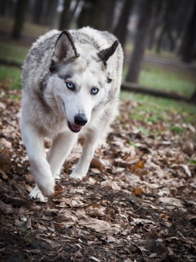 White Wolf in the woods clipart