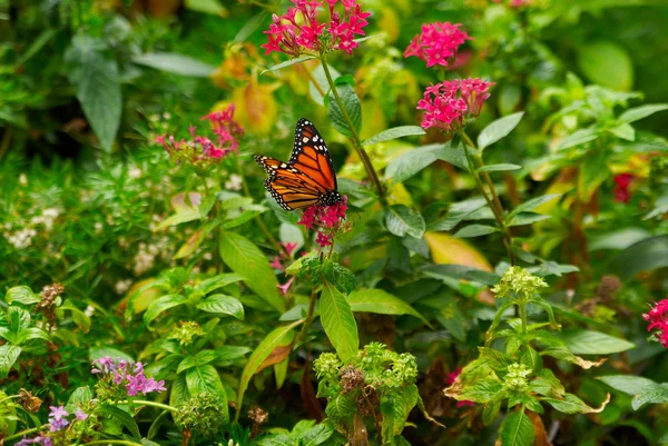 stock image Colorful butterfly on the colors flowers