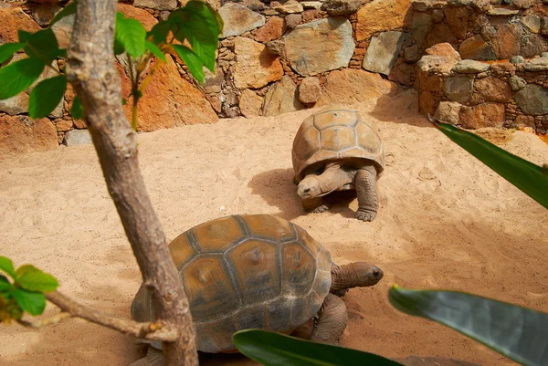 Grande tartaruga marrom no zoológico — Fotografia de Stock