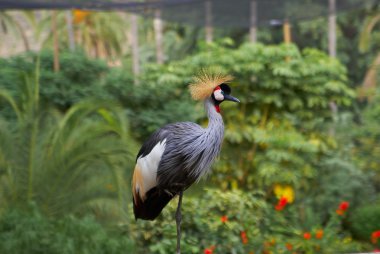 Grey Crowned Crane head in profile clipart