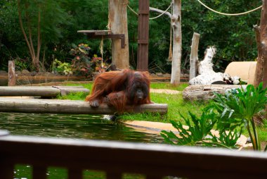 kahverengi orangutan oturur ve nehre doğru görünüyor