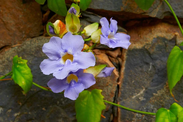 Orchid är anbud violett på gröna blad — Stockfoto