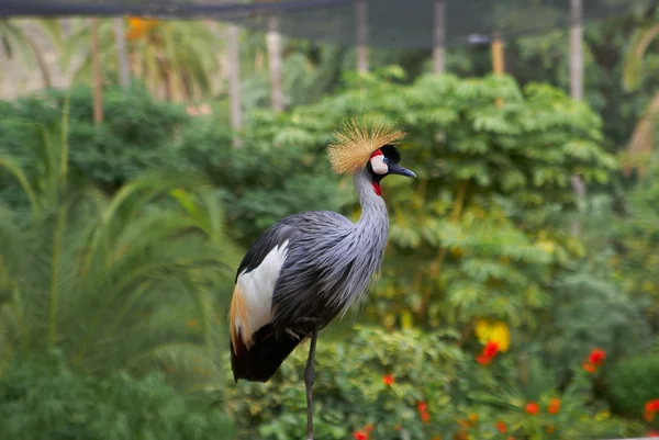 stock image Grey Crowned Crane head in profile