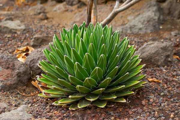 Cactus espinoso redondo en el suelo seco — Foto de Stock