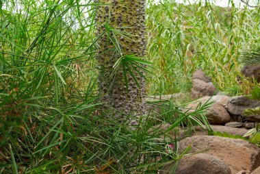 vreemde tuberculate naald dikke tropische boom