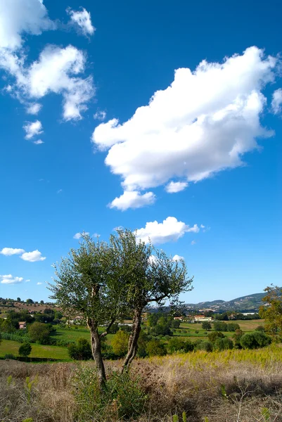 Samotne drzewo przed niebieski niebo Włochy — Zdjęcie stockowe