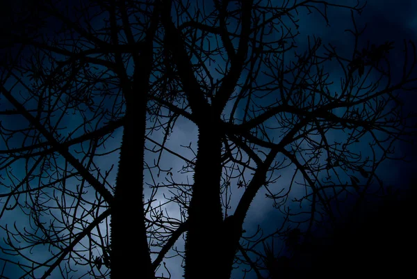 Halloween terrible bosque negro — Foto de Stock
