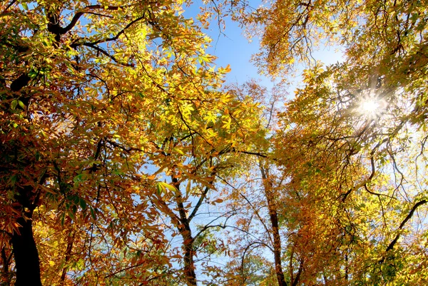 Solar ray through autumnal foliage of tree — Stock Photo, Image