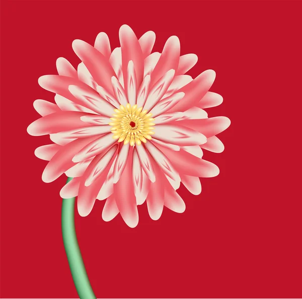 优秀的粉红色花是红色背景翠菊 — 图库矢量图片