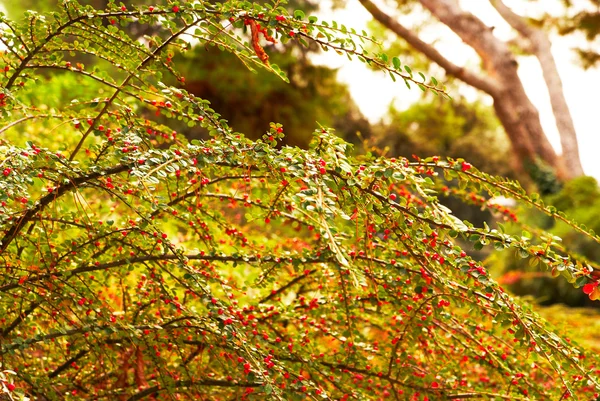 Herbstliche festliche Zweige von Sträuchern mit roten Beeren — Stockfoto