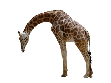 Zürafa