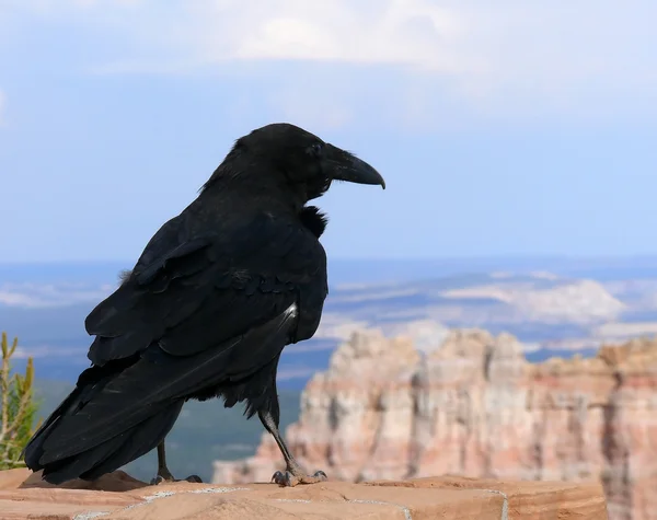 stock image Bird