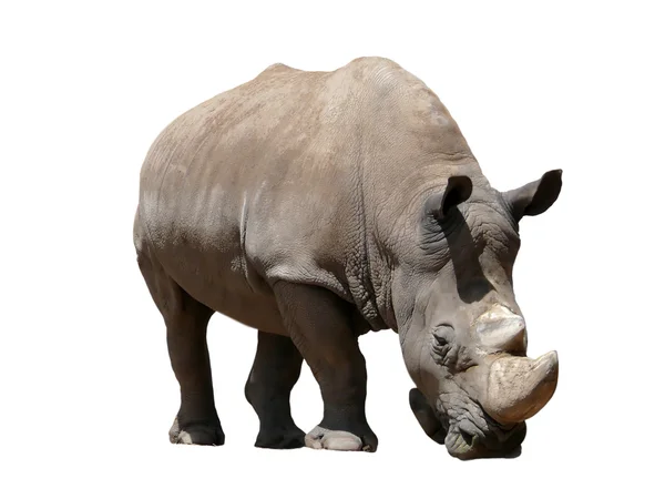 Rhino. —  Fotos de Stock