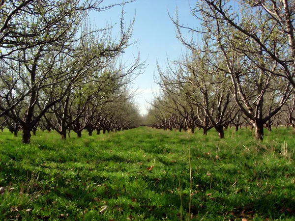 stock image Orchard