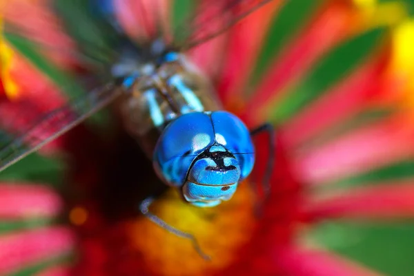 stock image Dragonfly