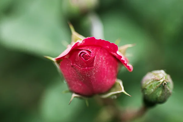 stock image Rose