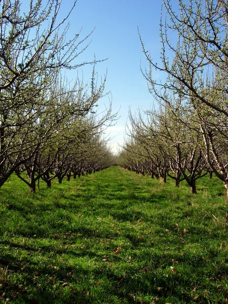 Meyve bahçesi