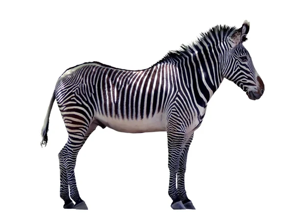 Zebra Stockbild