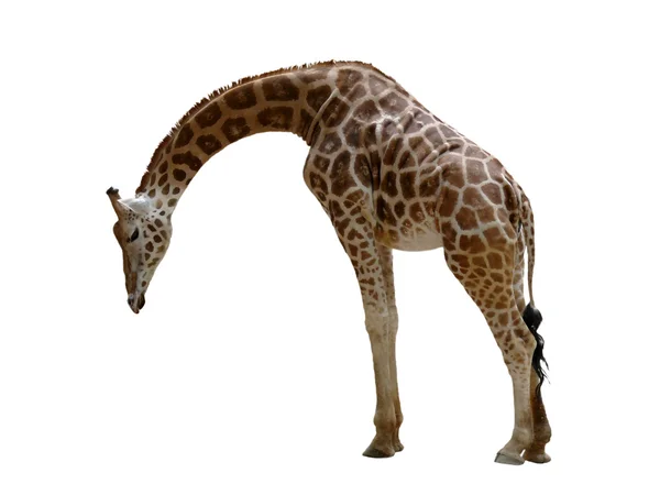 Giraffa Immagine Stock