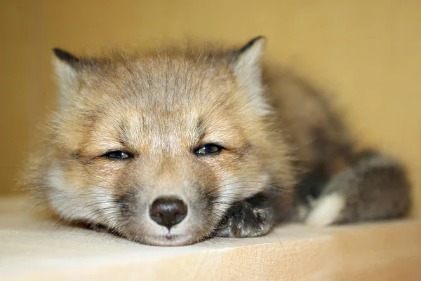 Młody red fox Zdjęcie Stockowe