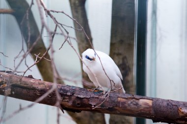 Beyaz kuş türü lisbon zoo