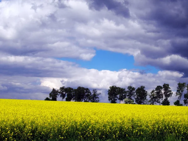 Żółty kwitnienia rzepaku — Zdjęcie stockowe