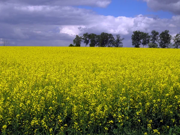 Żółty kwitnienia rzepaku — Zdjęcie stockowe