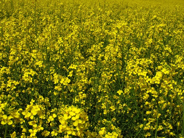 Yellow flowering rape — Stock Photo, Image