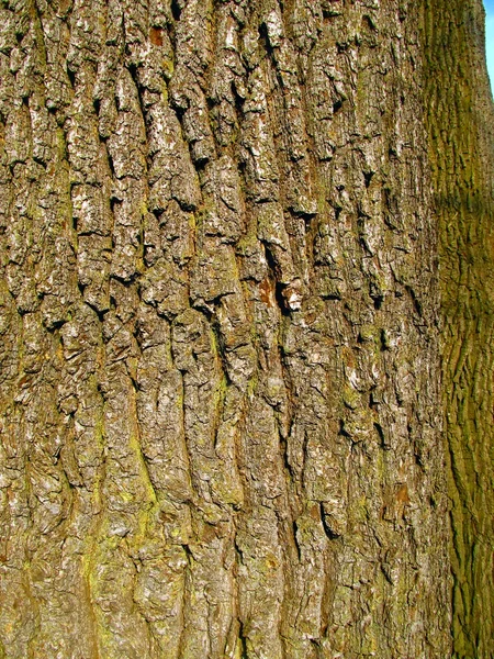 배경으로 오래 된 오크 나무 껍질 — 스톡 사진