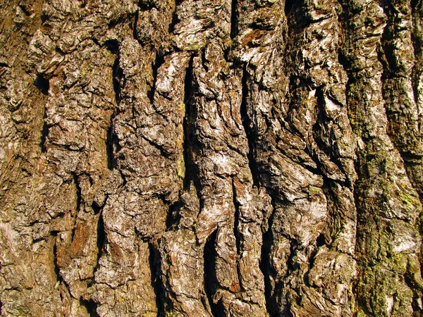 Vieille écorce de chêne comme fond — Photo