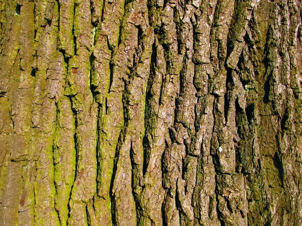 Staré dubové kůry jako pozadí — Stock fotografie