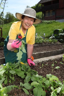 Senior woman gardening clipart