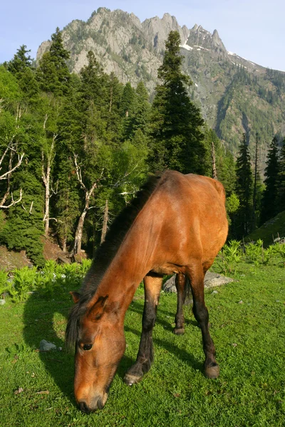 Beiting på hest i Himalaya – stockfoto