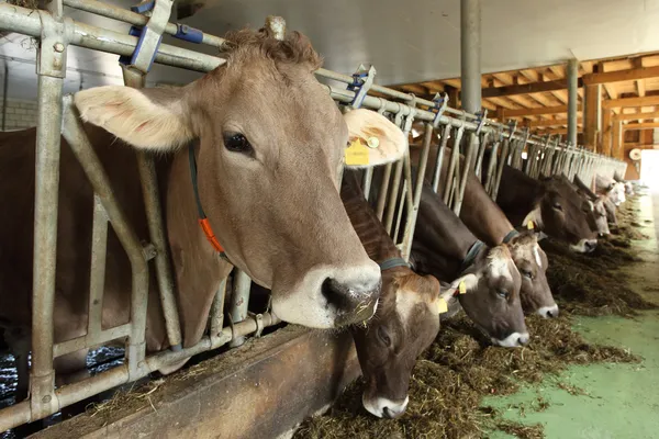 Kühe füttern — Stockfoto