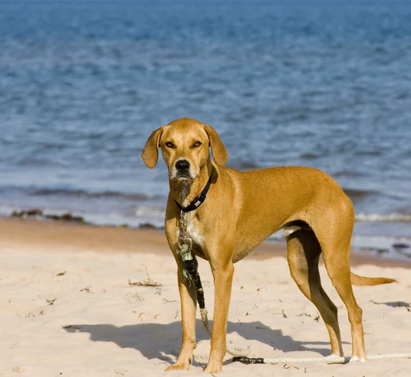 stock image Tan coloured dog