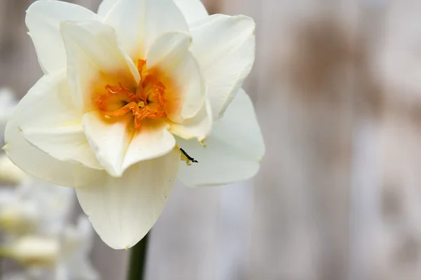 Narciso amarillo y blanco — Foto de Stock