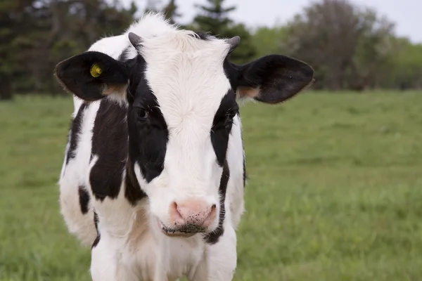 Holstein Cow — Stock Photo, Image
