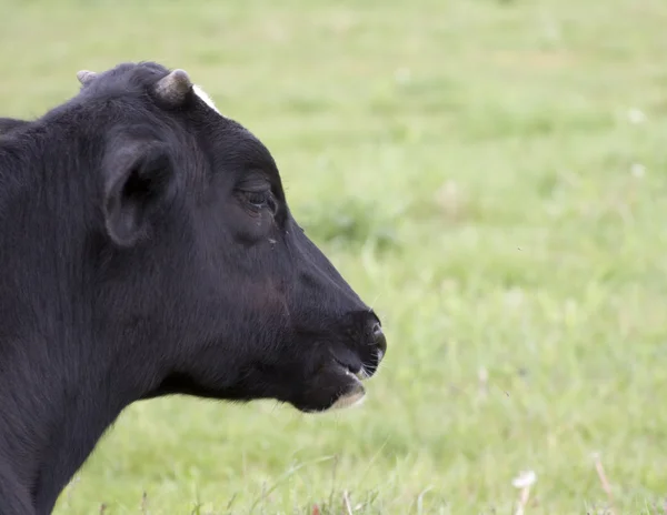 Holstein kráva — Stock fotografie