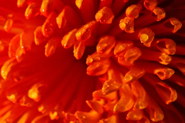 Orange flower closeup — Stock Photo, Image
