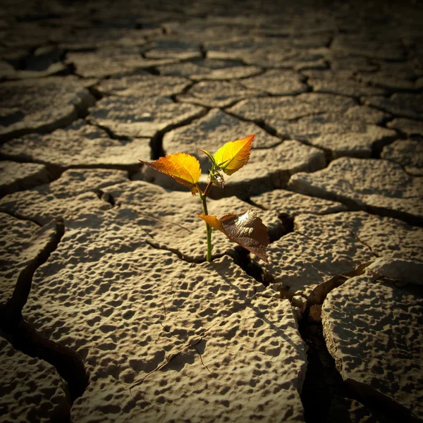 Cracked lifeless soil — Stock Photo, Image