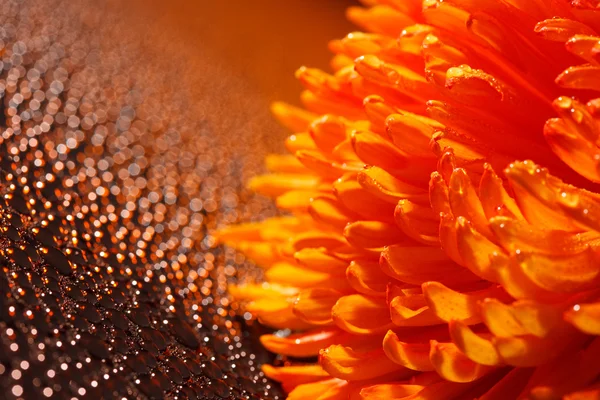 Beautiful drops of water and orange flower — Stock Photo, Image